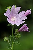 Musk mallow (Malva moschata) flower, edge of the Meurthe river, Lorraine, France