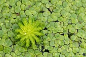 Parrots-feather (Myriophyllum aquaticum) and Duckweed (Lemna sp), Jardin des Plantes, Muséum National dHistoire Naturelle, Paris, France