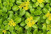 Kamschatka Stonecrop (Sedum kamtschaticum) in bloom, Jardin des Plantes, Muséum National dHistoire Naturelle, Paris, France