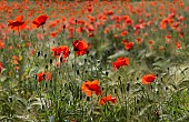 Poppies (Papaver rhoeas) in a barley field, Vosges du Nord Regional Nature Park, France