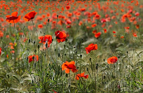 Poppies_Papaver_rhoeas_in_a_barley_field_Vosges_du_Nord_Regional_Nature_Park_France