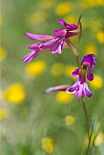 Wild Gladiolus (Gladiolus illyricus), Mont Ventoux, France