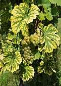 Riesling bunches (leaf chlorosis: iron or magnesium deficiency), Vosges du Nord Regional Nature Park, France