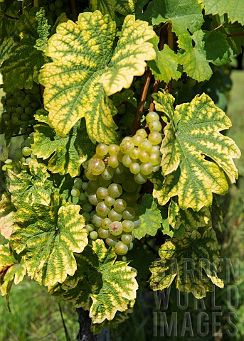 Riesling_bunches_leaf_chlorosis_iron_or_magnesium_deficiency_Vosges_du_Nord_Regional_Nature_Park_Fra