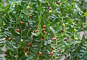 Jujube (Ziziphus jujuba) fruits, Aube, France