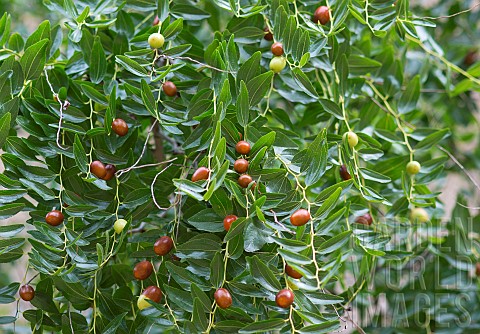 Jujube_Ziziphus_jujuba_fruits_Aube_France