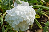 Herbaceous peony (Paeonia lactiflora) Gardenia Breeder : Lins (USA) 1955