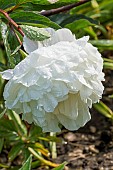Herbaceous peony (Paeonia lactiflora) Gardenia Breeder : Lins (USA) 1955