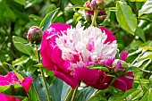 Herbaceous peony (Paeonia lactiflora) White Cap Winchell (USA) 1956