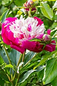 Herbaceous peony (Paeonia lactiflora) White Cap Winchell (USA) 1956