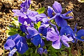 Pansy (Viola x wittrockiana) Unicolor Deep Blue flowers