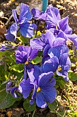 Pansy (Viola x wittrockiana) Unicolor Deep Blue flowers