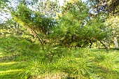 Japanese Red Pine (Pinus densiflora) Umbraculifera, Arboretum of the Ecole du Breuil, France