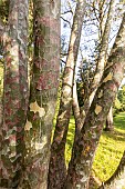 Japanese Red Pine (Pinus densiflora) Umbraculifera, Arboretum of the Ecole du Breuil, France