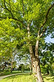 Black locust (Robinia pseudoacacia), Arboretum of the Ecole du Breuil, France