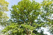 Black locust (Robinia pseudoacacia), Arboretum of the Ecole du Breuil, France