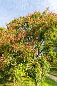 Goldenrain tree (Koelreuteria paniculata) in autumn, Arboretum of the Ecole du Breuil, France