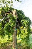 Japanese pagoda tree (Sophora japonica) Pendula, Arboretum of the Ecole du Breuil, France