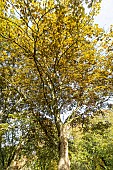 Sycamore maple (Acer pseudoplatanus) Purpureum in autumn, Arboretum of the Ecole du Breuil, France