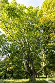 Norway maple (Acer platanoides) in autumn, Arboretum of the Ecole du Breuil, France