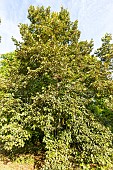 Bigleaf Linden (Tilia dasystyla caucasica), Arboretum of the Ecole du Breuil, France