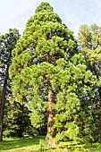 Redwood (Sequoia sempervirens), Arboretum of the Ecole du Breuil, France