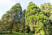 Giant sequoia (Sequoiadendron giganteum) and Redwood (Sequoia sempervirens), Arboretum of the Ecole du Breuil, France