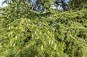 Deodar cedar (Cedrus deodara) Aurea, Arboretum of the Ecole du Breuil, France
