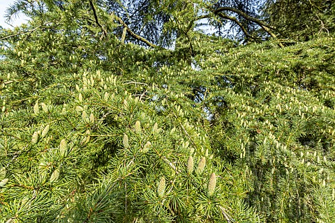 Deodar_cedar_Cedrus_deodara_Aurea_Arboretum_of_the_Ecole_du_Breuil_France