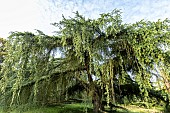 Blue Atlas cedar (Cedrus libani ssp. atlantica) Glauca, Arboretum of the Ecole du Breuil, France