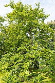 European Date Plum (Diospyros lotus), Arboretum of the Ecole du Breuil, France