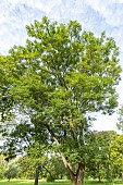 Green ash (Fraxinus pennsylvanica), Arboretum of the Ecole du Breuil, France