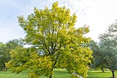 European ash (Fraxinus excelsior) Jaspidea, Arboretum of the Ecole du Breuil, France