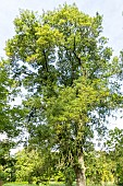 Narrow-leaved Ash (Fraxinus angustifolia var lentisafolia), Arboretum of the Ecole du Breuil, France