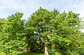 Farges catalpa (Catalpa fargesii), Arboretum of the Ecole du Breuil, France