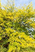 Common honeylocust (Gleditsia triacanthos) Shademaster, Arboretum of the Ecole du Breuil, France