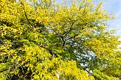 Common honeylocust (Gleditsia triacanthos) Shademaster, Arboretum of the Ecole du Breuil, France