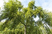 Simons poplar (Populus simonii), Arboretum of the Ecole du Breuil, France