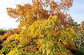 Horse Chestnut (Aesculus mutabilis) Penduliflora, Arboretum of the Ecole du Breuil, France