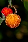 Strawberry tree (Arbutus unedo), fruits on the tree, Gard, France