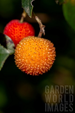 Strawberry_tree_Arbutus_unedo_fruits_on_the_tree_Gard_France