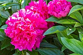 Herbaceous peony (Paeonia lactiflora) Felix Supreme. Breeder : Kriek (USA) 1955