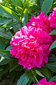 Herbaceous peony (Paeonia lactiflora) Felix Supreme. Breeder : Kriek (USA) 1955