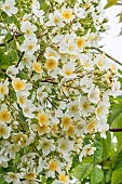 Rose Kiftsgate(Rosa filipes Kiftsgate), Breeder : Murrel 1954, flowers