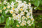 Rose Kiftsgate(Rosa filipes Kiftsgate), Breeder : Murrel 1954, flowers