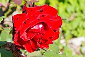 Rose (Rosa floribunda) Planten un Blomen Breeder: Kordes (GER) 2008