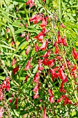 Beardlip penstemon (Penstemon barbatus) Twizzle Scarlet in bloom