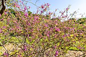 Himalayan indigo (Indigofera himalayensis) Silk Road in bloom