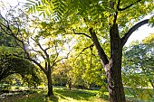 Arizona walnut (Juglans elaeopyren) in autumn