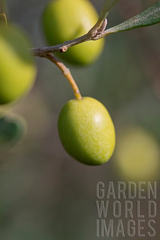 Green_Olives_on_the_tree_in_autumn_Gard_France